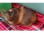 Adopt Biscuits a Guinea Pig