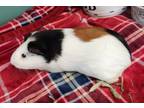 Adopt Honey a Guinea Pig