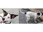 Adopt Annie a Parson Russell Terrier