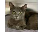 Adopt Mama Heimlich a Domestic Short Hair