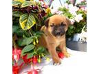 Shiba Inu Puppy for sale in Greenwood, WI, USA