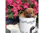Shiba Inu Puppy for sale in Greenwood, WI, USA