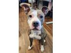 Adopt Delilah a Pit Bull Terrier, Mixed Breed