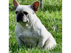 French Bulldog Puppy for sale in Pleasant Hope, MO, USA