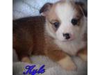 Pembroke Welsh Corgi Puppy for sale in Apple Valley, CA, USA