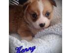 Pembroke Welsh Corgi Puppy for sale in Apple Valley, CA, USA