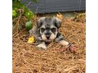 Schnauzer (Miniature) Puppy for sale in Broxton, GA, USA