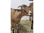 Adopt Hay-Ley Bieber a Goat