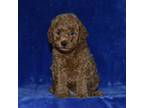 Mutt Puppy for sale in Lamar, MO, USA