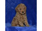 Mutt Puppy for sale in Lamar, MO, USA