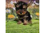 Yorkshire Terrier Puppy for sale in Springfield, MO, USA