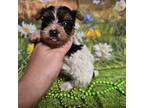 Yorkshire Terrier Puppy for sale in Springfield, MO, USA