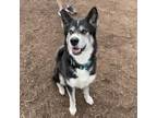 Adopt Katmai a Husky