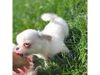 Chihuahua Puppy for sale in Plainfield, IN, USA