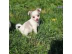 Chihuahua Puppy for sale in Plainfield, IN, USA