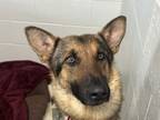 Adopt Ruby - Looking for foster a German Shepherd Dog, Mixed Breed