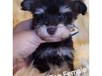 Schnauzer (Miniature) Puppy for sale in Elizabethtown, KY, USA