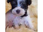 Schnauzer (Miniature) Puppy for sale in Elizabethtown, KY, USA