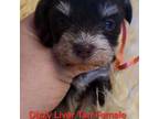 Schnauzer (Miniature) Puppy for sale in Elizabethtown, KY, USA