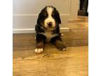 Bernese Mountain Dog Puppy for sale in Logan, UT, USA