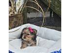 Yorkshire Terrier Puppy for sale in East Earl, PA, USA