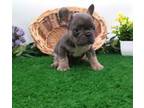 French Bulldog Puppy for sale in Goshen, IN, USA