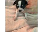 Chihuahua Puppy for sale in Barnwell, SC, USA