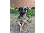 Adopt Cora (Coraline) a German Shepherd Dog