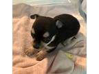 Chihuahua Puppy for sale in Barnwell, SC, USA