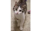 Adopt Perch (Bonded with Cod) a Domestic Short Hair