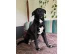 Adopt Lacy a Labrador Retriever, Husky