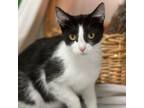 Adopt Amaretto a Domestic Short Hair