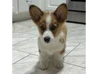 Pembroke Welsh Corgi Puppy for sale in Orlando, FL, USA