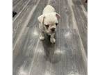 French Bulldog Puppy for sale in New Orleans, LA, USA