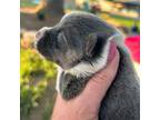 Pembroke Welsh Corgi Puppy for sale in Lincoln, CA, USA