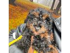 Mutt Puppy for sale in Towson, MD, USA