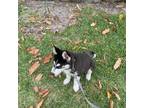 Siberian Husky Puppy for sale in North Lauderdale, FL, USA
