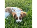 Cavalier King Charles Spaniel Puppy for sale in Hull, IA, USA