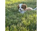 Cavalier King Charles Spaniel Puppy for sale in Hull, IA, USA