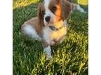 Cavalier King Charles Spaniel Puppy for sale in Hull, IA, USA