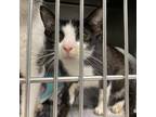 Adopt Rosa a Domestic Short Hair