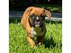 Boxer Puppy for sale in Portsmouth, VA, USA