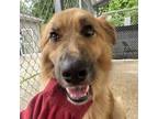 Adopt Wilma a Mixed Breed