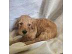 Labradoodle Puppy for sale in New Castle, IN, USA