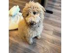 Goldendoodle Puppy for sale in Colorado Springs, CO, USA