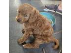 Goldendoodle Puppy for sale in Fort Myers, FL, USA