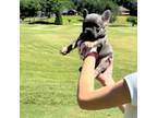 French Bulldog Puppy for sale in Peachtree City, GA, USA