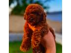 Poodle (Toy) Puppy for sale in Torrance, CA, USA