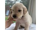 Golden Retriever Puppy for sale in Greenville, SC, USA