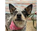 Adopt Bryce a Cattle Dog, Mixed Breed